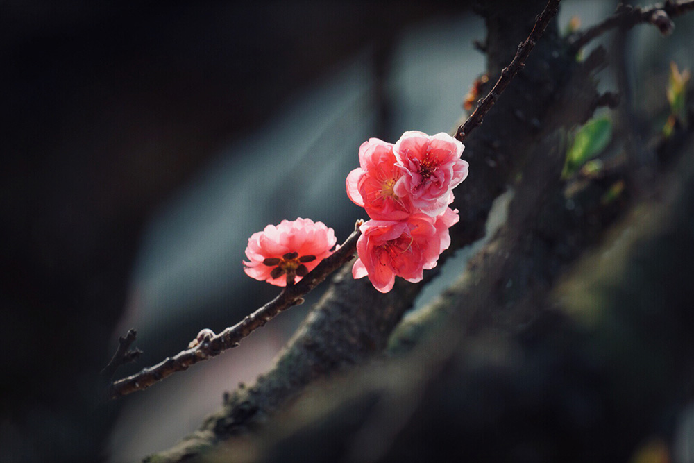 老树桃花